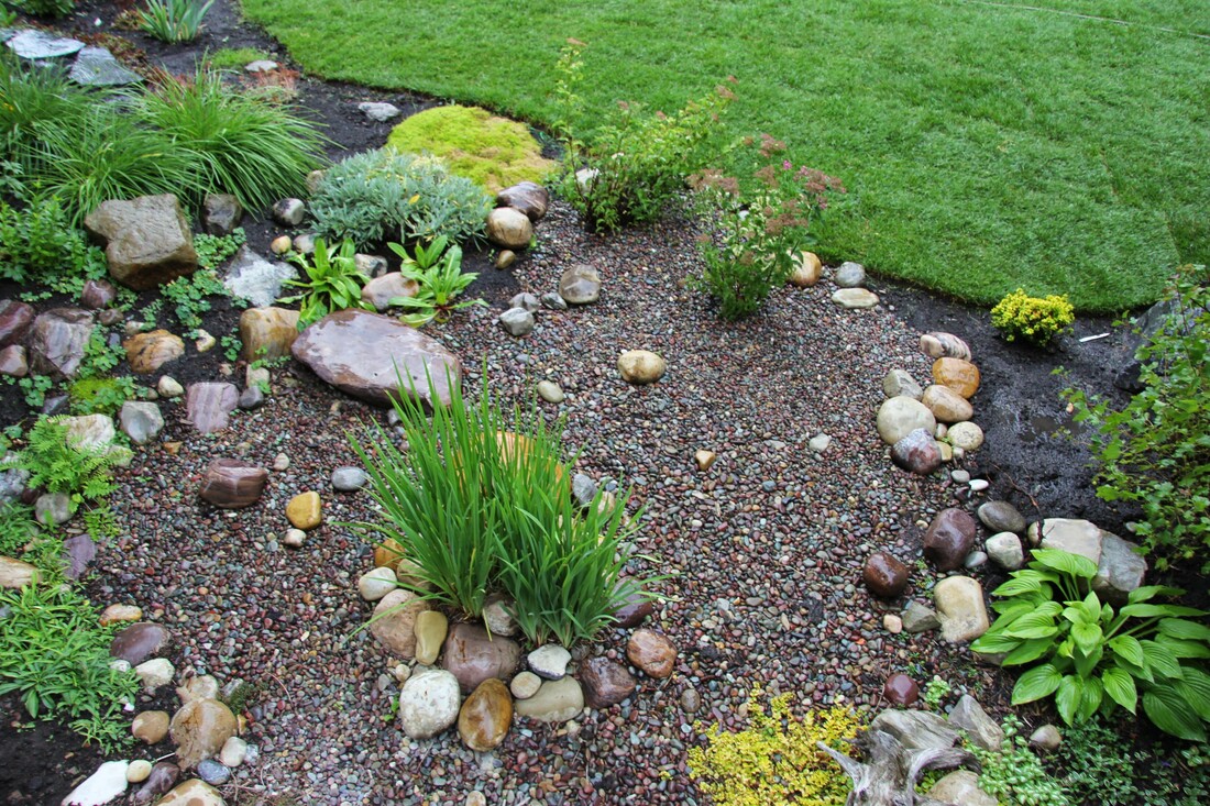 ground covers, iris, water capture in the garden, dry stream bed, rain garden